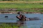 Hippopotamus in water-exhibiting territorial behavior Khwai Concession Area-Okavango-Botswana Art Print